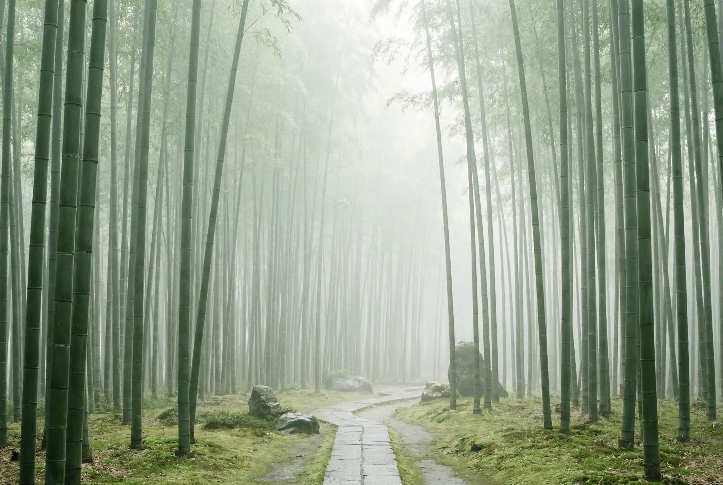 多宝彩票 自然恩赐计划竹林背景